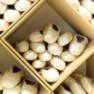 Regal voller weißer Spitzenschuhe/Balletschuhe